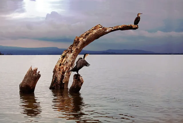 Aligned, Lake Naivasha, Nairobi, Kenya