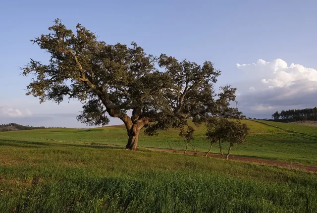 Along The Way, Odemira, Alentejo, Portugal