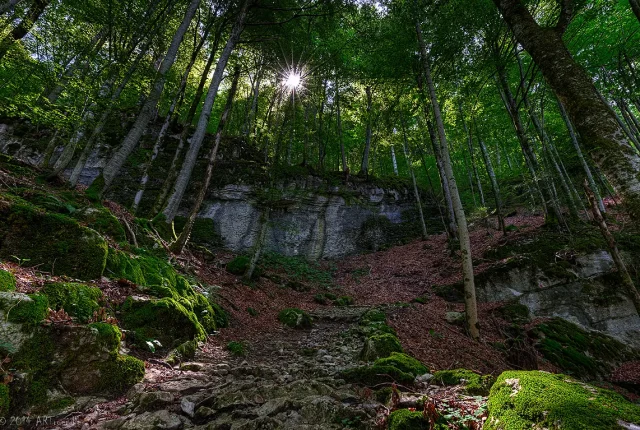 Alpine Forest, Bernese Oberland, Switzerland