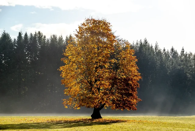 Amber Glow, Cassidy, Vancouver Island, British Columbia, Canada