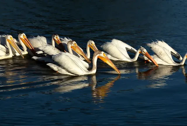 American White Pelican, Lake Elizabeth, Fremont, California, USA