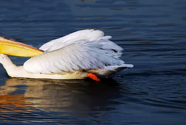 American White Pelican, Lake Elizabeth, Fremont, California, USA