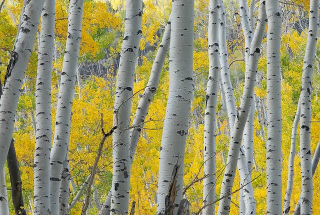 Among The San Juan Aspens, Last Dollar Mountain, Sawpit, Colorado, USA