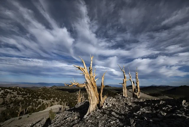 Amongst The Angels, White Mountains, CA, USA