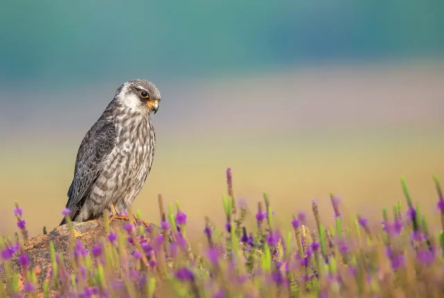 Amur falcon lonavala india