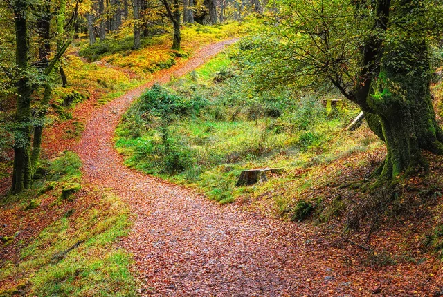 An Torr Woodland Trail, Glencoe, Ballachulish, Scotland