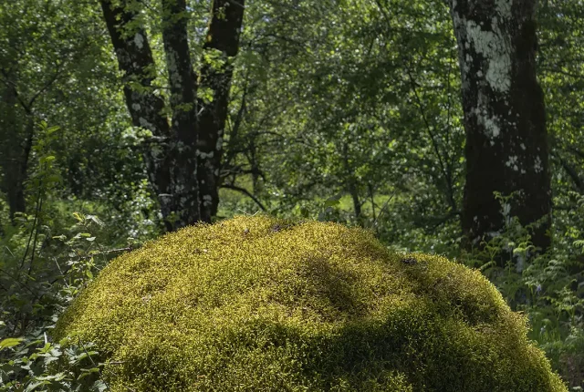 Ancient Oak Forest, Tendais, Cinfaes, Viseu, Portugal