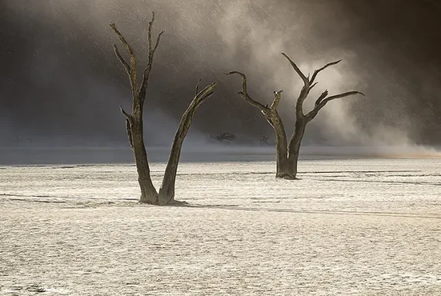 Ancient Trees, Deadvlei, Namibia