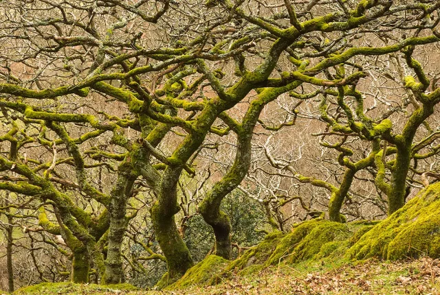 Ancient Woodland, Cwm Maethlon, Wales