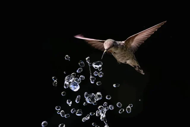 Annas hummingbird california usa