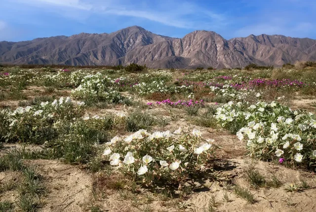 Anza Borrego Desert Bloom, CA, USA
