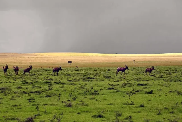 Approaching Storm, Maasai Mara, Kenya