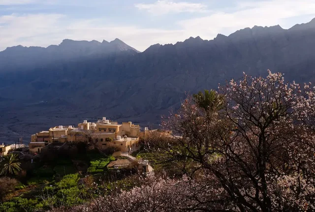 Apricot Trees, Wakan, Wadi Mistal, Oman