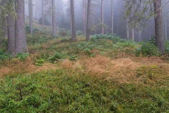 Arabba Forest, Veneto, Italy