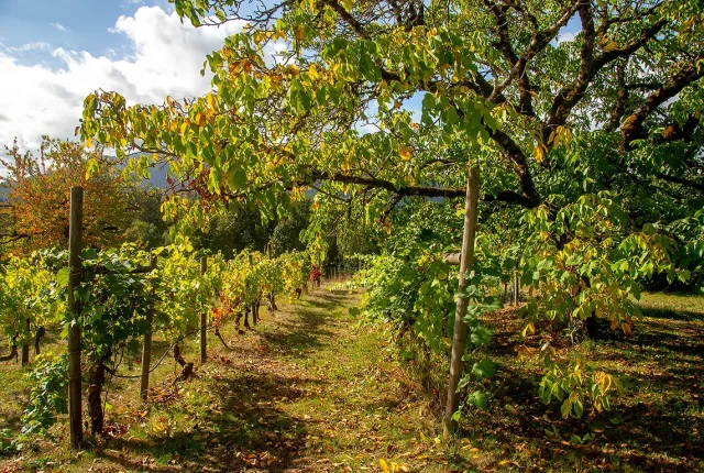 Autumn At Zanatta Winery, Vancouver Island, British Columbia, Canada