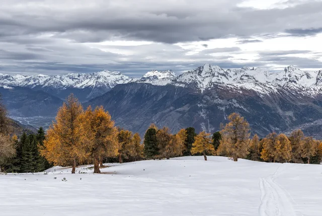 Autumn Larches, Valais, Switzerland