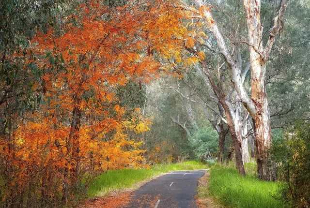Autumn on the murray river, albury, new south wales, australia