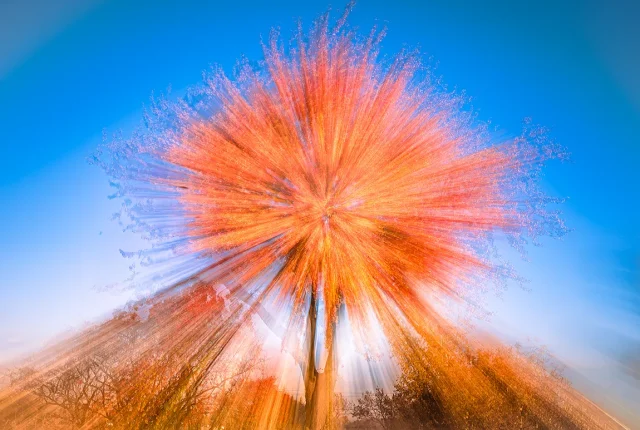 Autumnal Explosive Beauty, Riviere Des Prairies, Montreal, Quebec, Canada