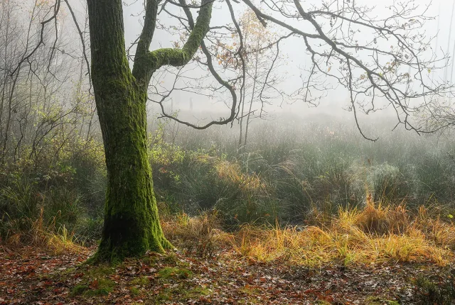 Autumnal forest in fog, pluszne lake, warmia, poland