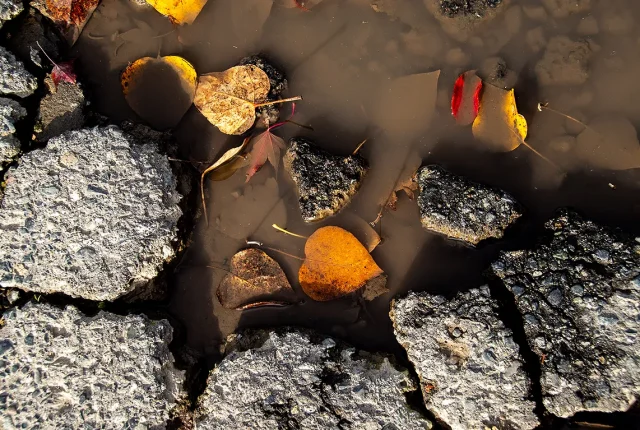 Autumnal Hearts, Ladysmith, British Columbia, Canada