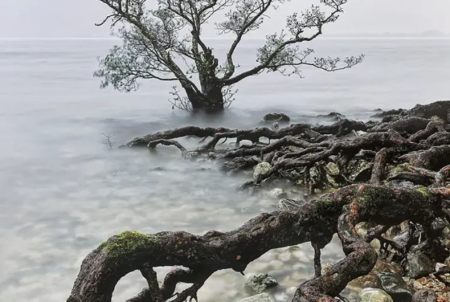 Back To My Roots, Loch Maree, Scotland