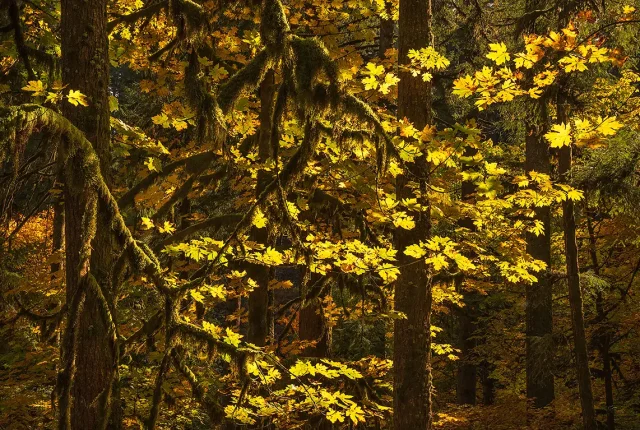 Backlit Maple Leaves, Silver Falls State Park, Oregon, USA