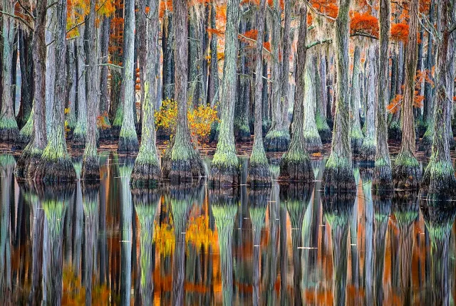 Bald Cypress Forest, Banks Lake, Lakeland, Georgia, USA
