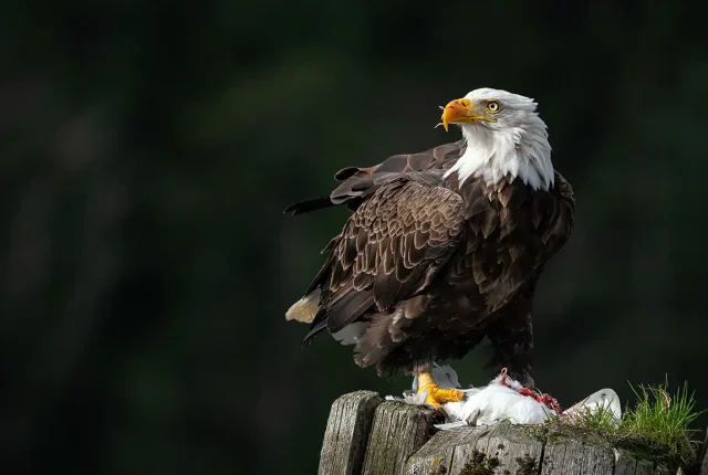 Bald eagle eating a seagull, glendale cove, british columbia, canada
