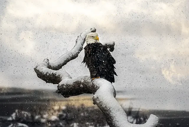 Bald Eagle In A Snowstorm, Minooka, Illinois, USA
