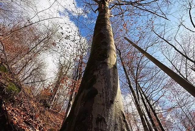 Balma Forest, Piedmont, Italy