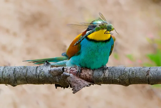 Bee eater With Dragonfly, Bavaria, Germany