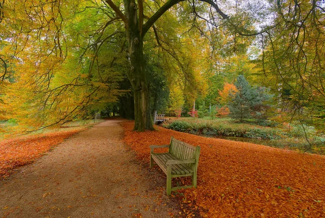 Bench In The forest, Juchen, Germany