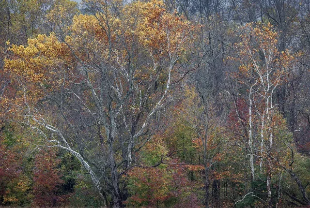 Birch In Forest, Great Smoky Mountains, Tennessee, USA