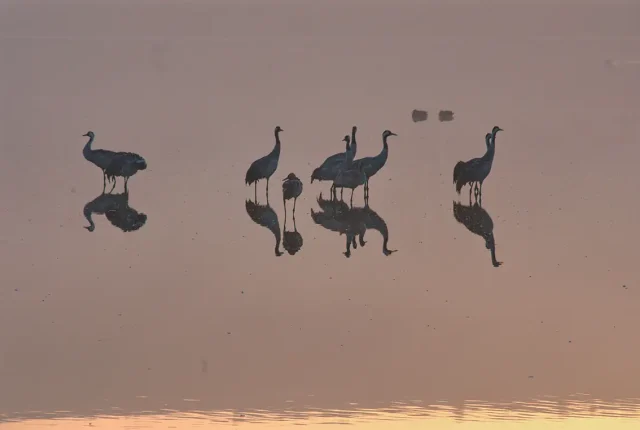 Birds And Their Reflections, Hula Nature Reserve, Israel