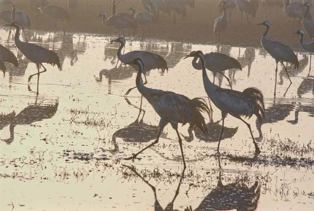 Birds And Their Shadows, Hula Nature Reserve, Israel