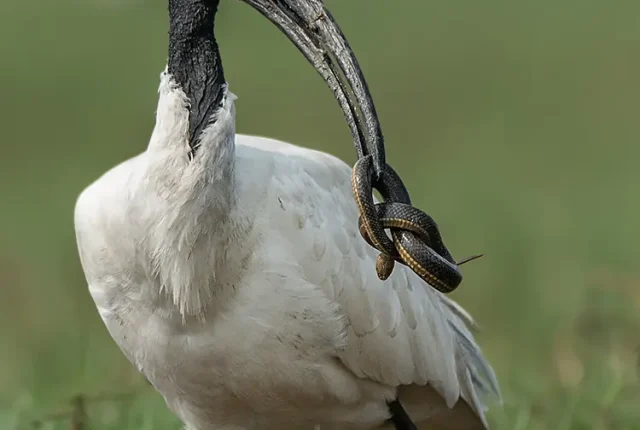 Black Headed Ibis With Snake, Mangalajodi Wetlands, Tangi, Odisha, India