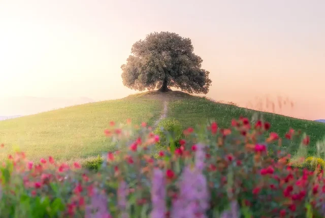 Blooming Spring, Pieve a Salti, Tuscany, Italy