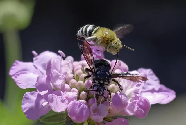 Blue banded bee aggression, briar hill, melbourne, victoria, australia