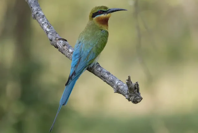 Blue tailed bee eater, kumana national park, sri lanka