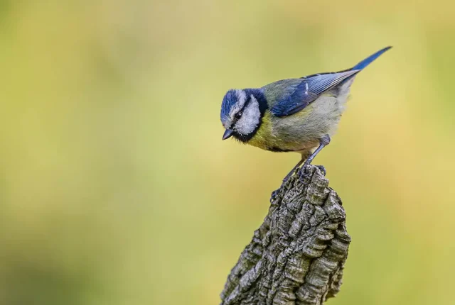 Blue tit setubal portugal