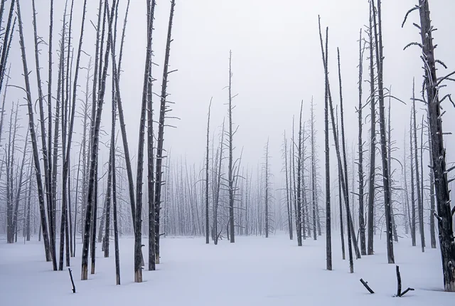 Bobby Sox Trees, Yellowstone National Park, USA copy