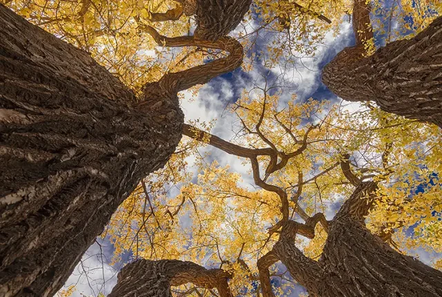 Bough Theory, Moonflower Canyon, Moab, Utah, USA