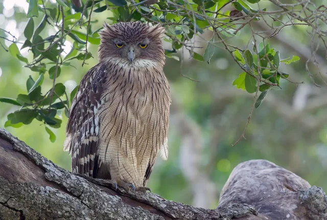 Brown Fish Owl, Kumana National Park, Sri Lanka
