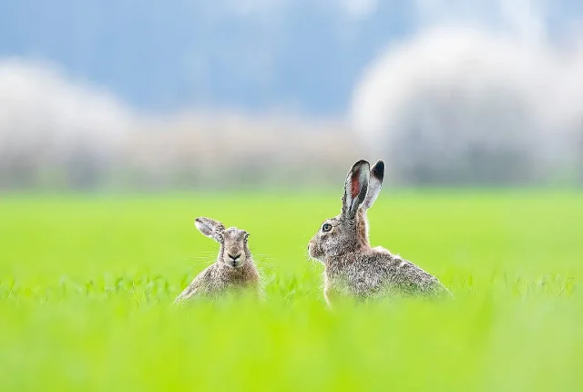 Brown hare lepus europaeus romania