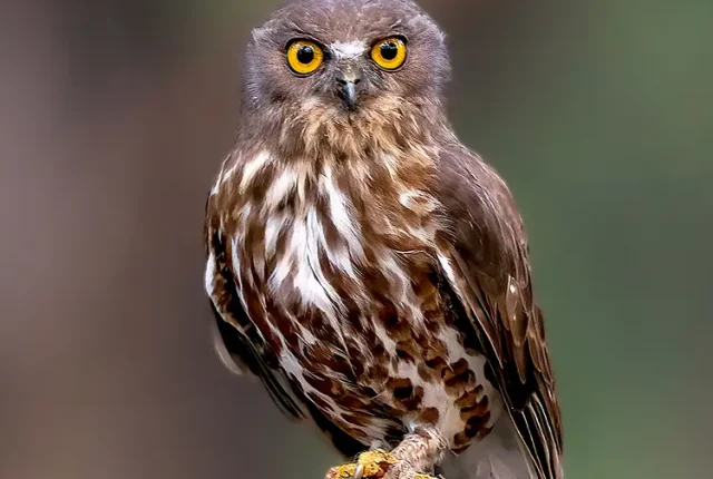 Brown hawk owl tamil nadu india