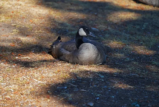 Canadian goose relaxing, sugar pine point state park, tahoma, california, usa