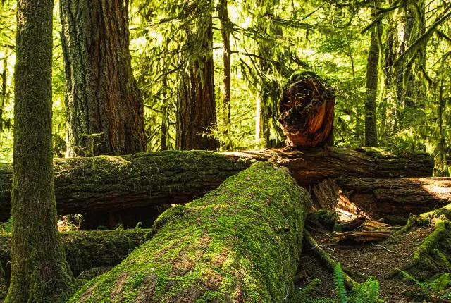 Cathedral Grove, Parksville, Vancouver Island, British Columbia, Canada