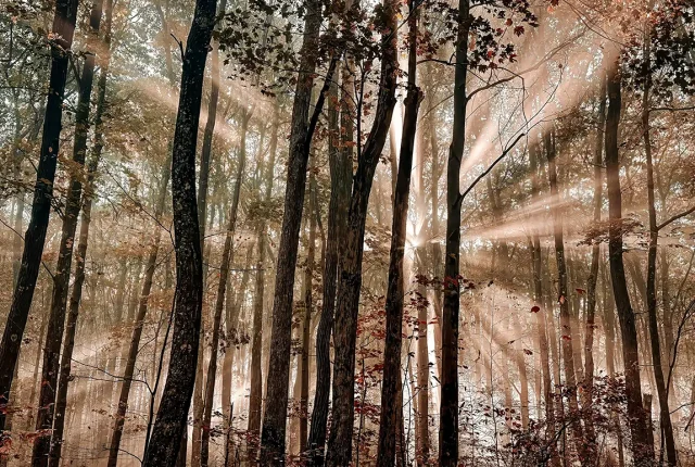 Cathedral Of Autumn Light, Fayette County, Pennsylvania, USA