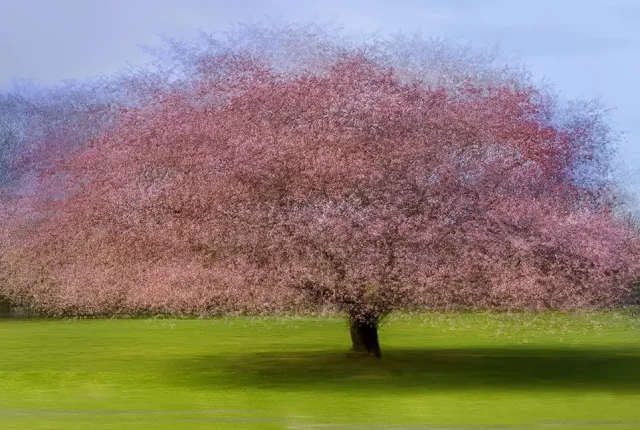 Cherry tree in spring bloom, franklin township, somerset county, new jersey, usa