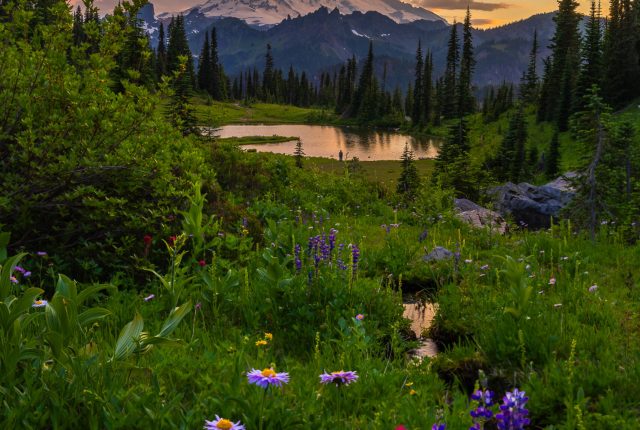 chinook-summer